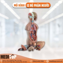 Mô Hình 12 Bộ Phận Người