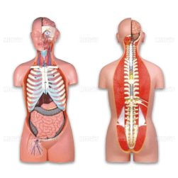 Mô Hình 17 Bộ Phận Dual-Sex Torso-17