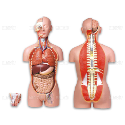 Mô hình 27 bộ phận người