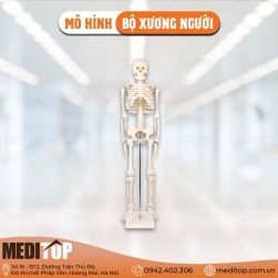 Mô hình bộ xương người  85cm