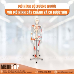 Mô hình bộ xương người