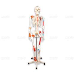 Mô hình bộ xương người với mô hình dây chằng và cơ được sơn 180cm chuẩn