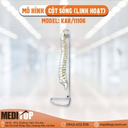 Mô hình cột sống (linh hoạt)