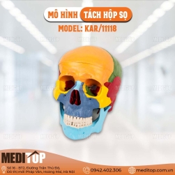 Mô hình tách hộp sọ