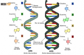 Sự Khác Nhau Giữa DNA và RNA Về Cấu Tạo Như Thế Nào?