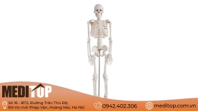 Mô hình xương người nhựa, thạch cao