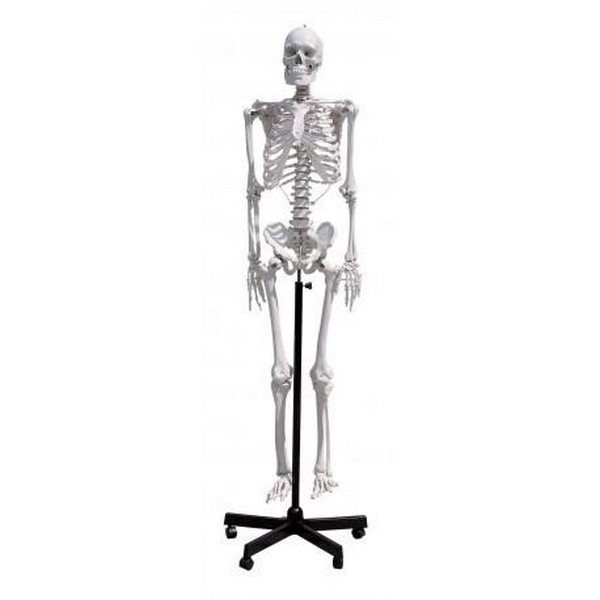 Hoảng hồn thấy bộ xương người ở rừng keo hóa ra là xương mô hình bằng nhựa   Tuổi Trẻ Online