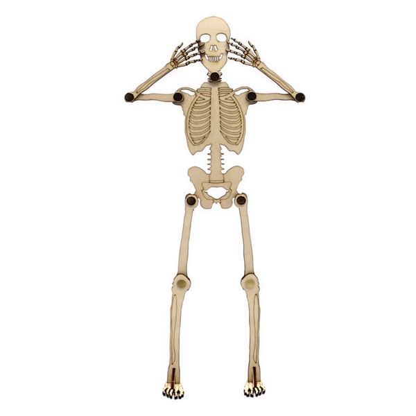 Mô hình xương người 3