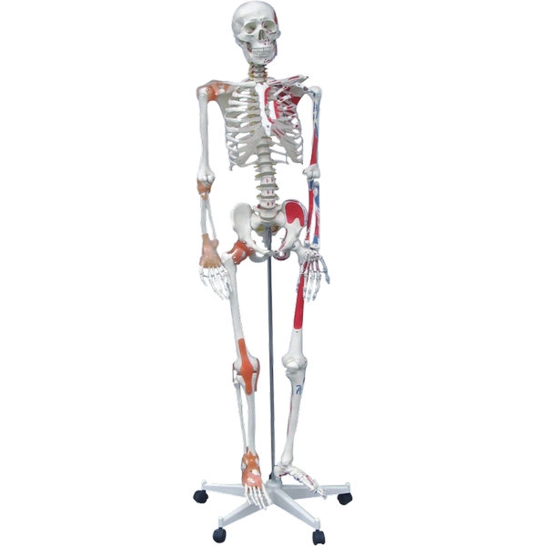 Mô hình xương người 4