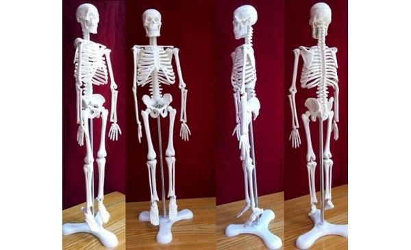 Mô hình xương người 5