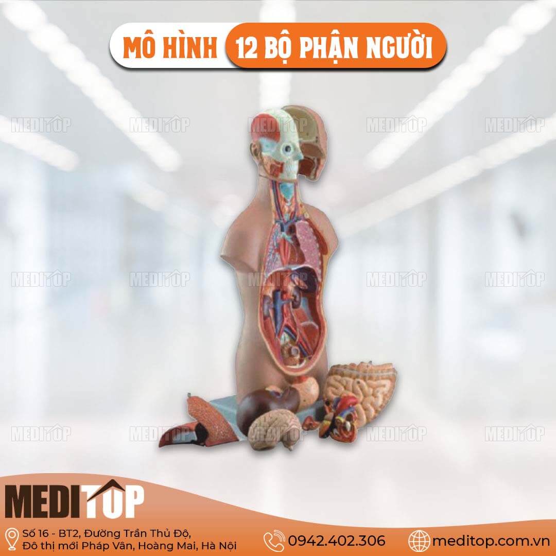 Mô Hình 12 Bộ Phận Người