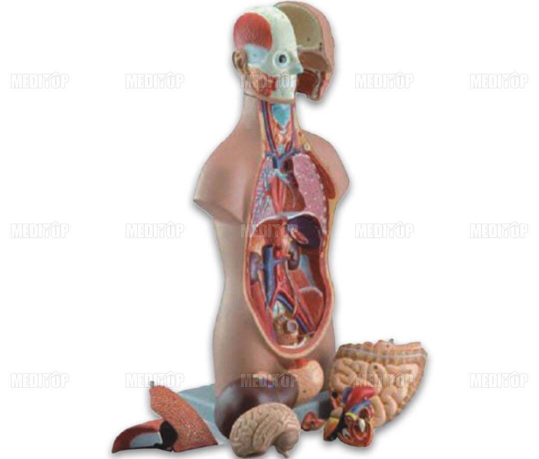 Mô Hình 12 Bộ Phận Người