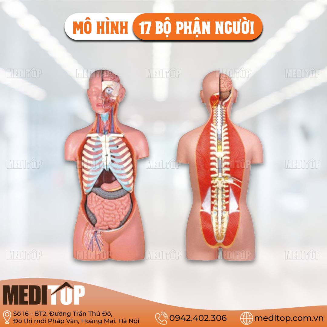 Mô Hình 17 Bộ Phận