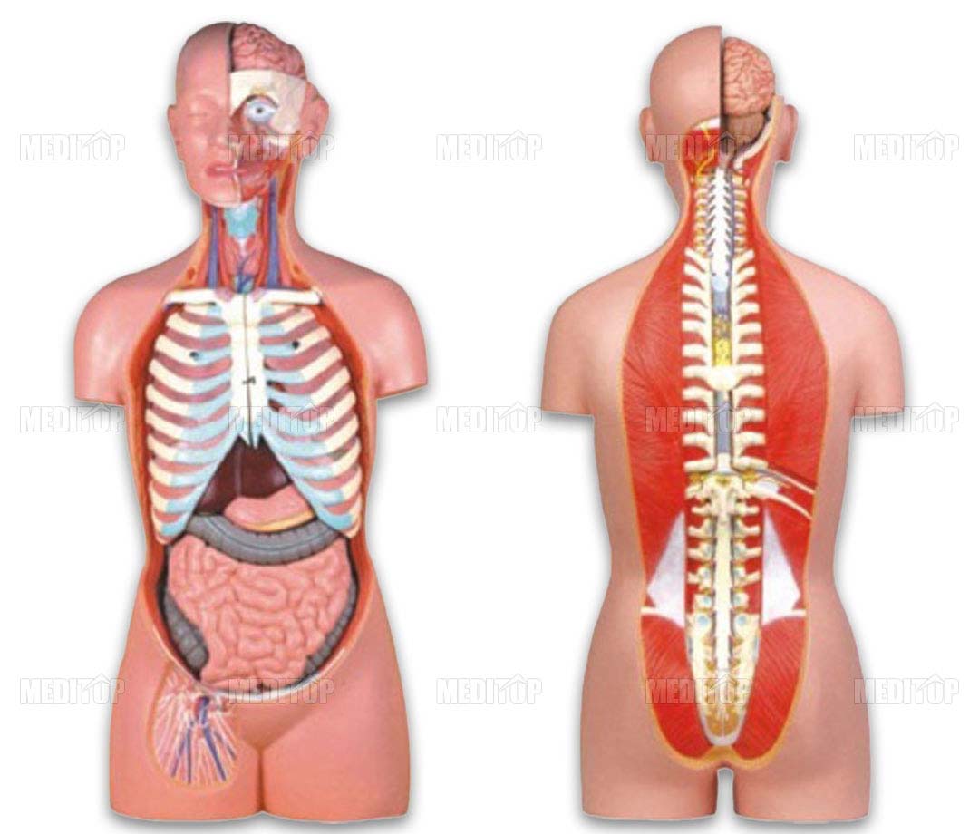 Mô Hình 17 Bộ Phận Dual-Sex Torso-17