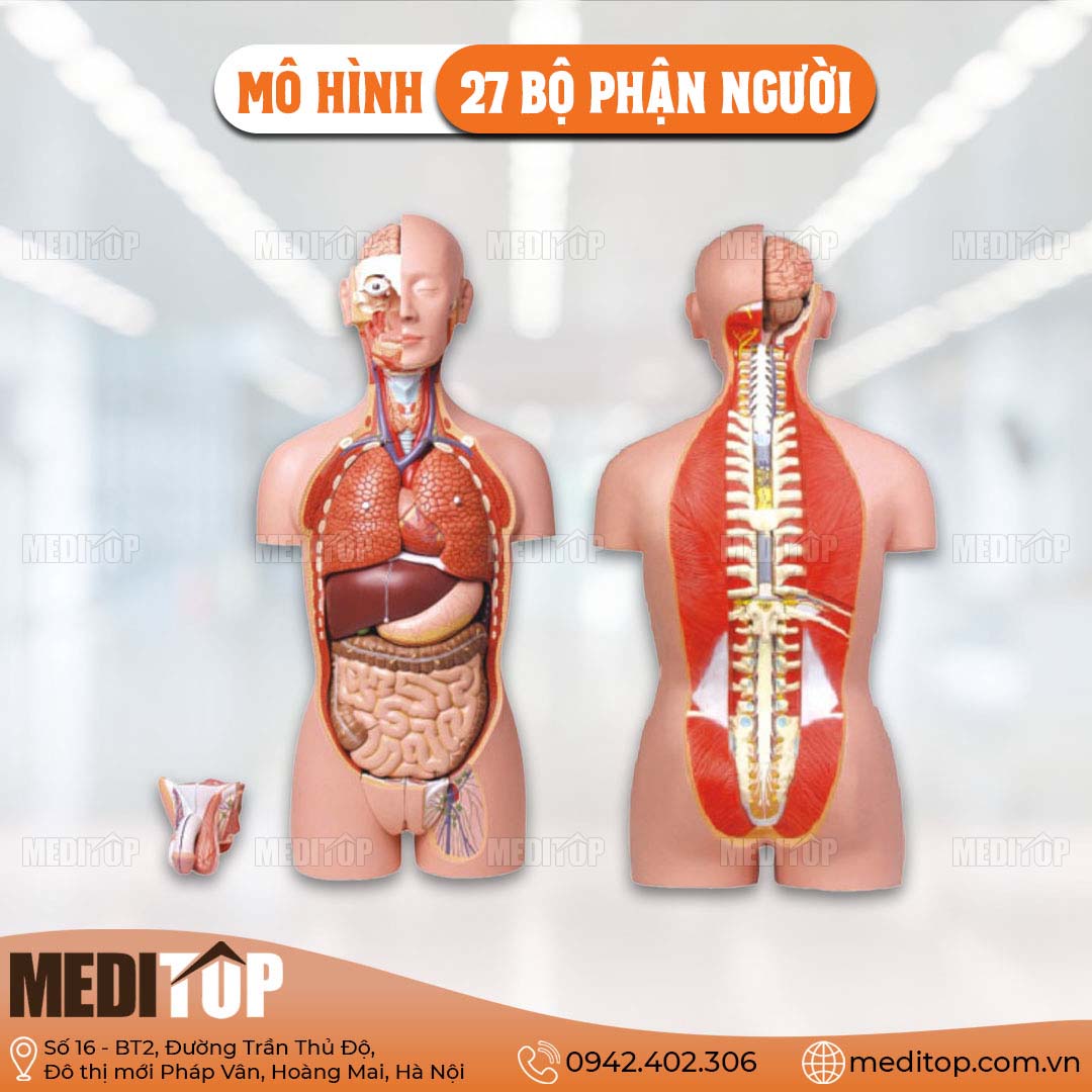 Mô Hình 27 Bộ Phận Người