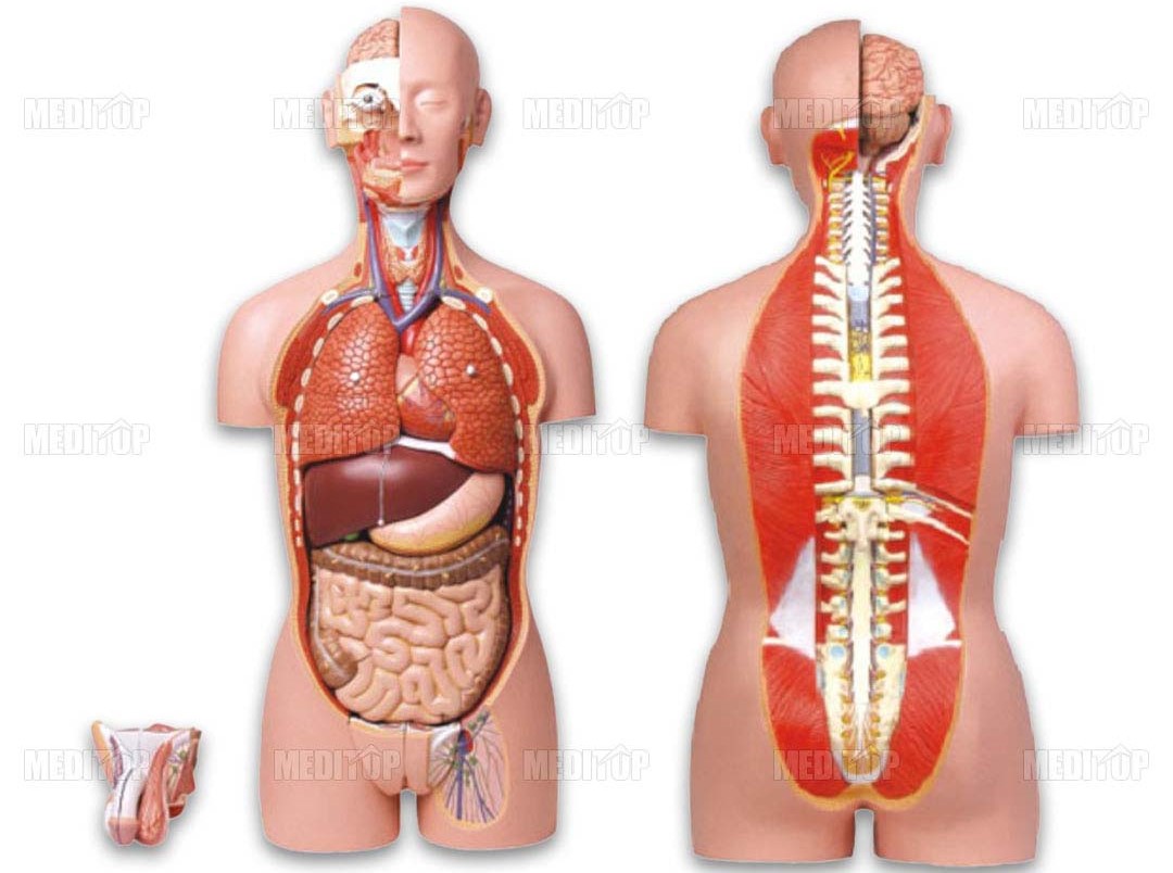 Mô hình 27 bộ phận người