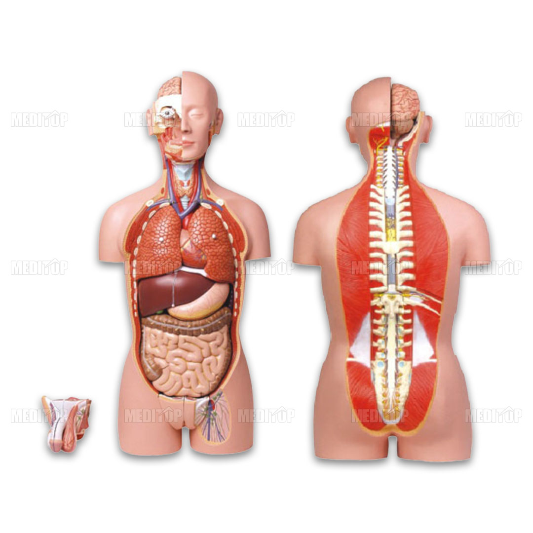 Mô hình 27 bộ phận người