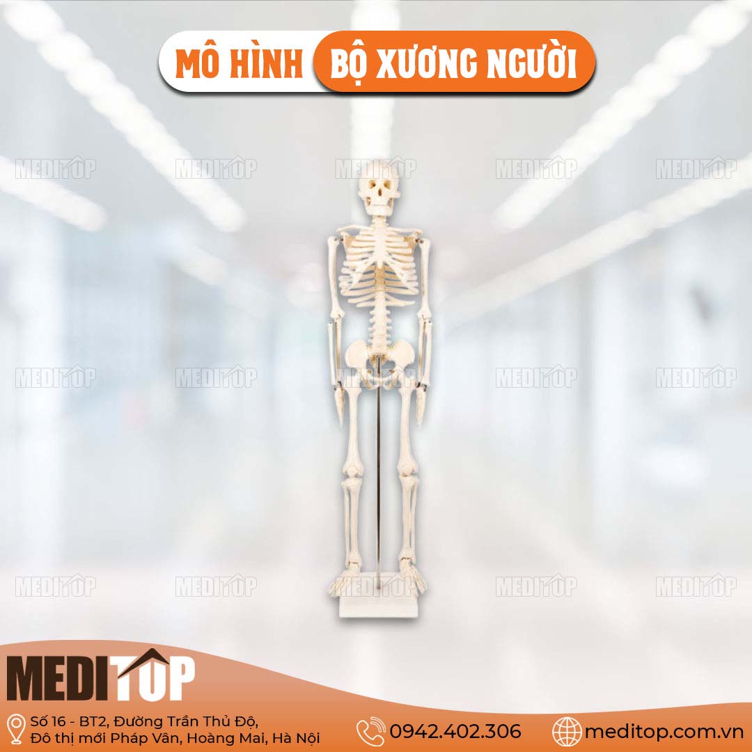 Mô hình bộ xương người  85cm