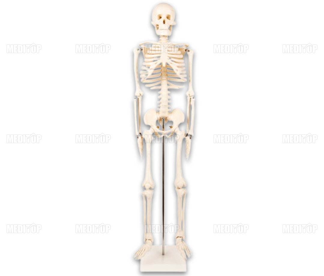 Mô hình bộ xương người  85cm