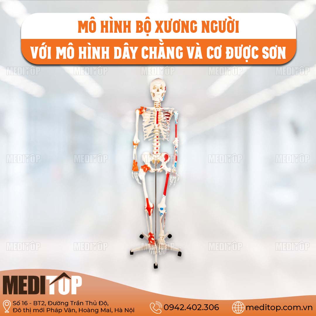 Mô hình bộ xương người