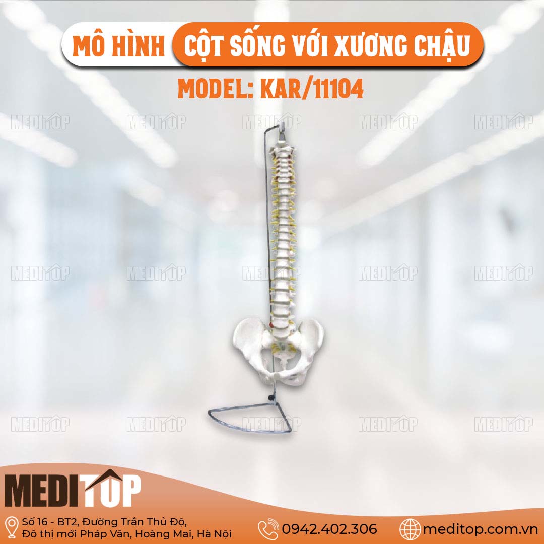 Mô hình cột sống với xương chậu