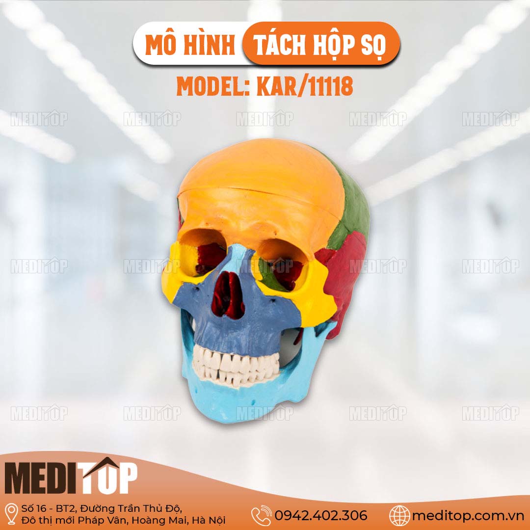 Mô hình tách hộp sọ
