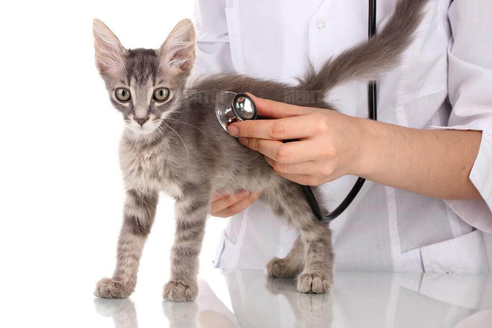 T&iacute;nh ch&iacute;nh x&aacute;c v&agrave; ổn định cao trong điều kiện vận h&agrave;nh li&ecirc;n tục