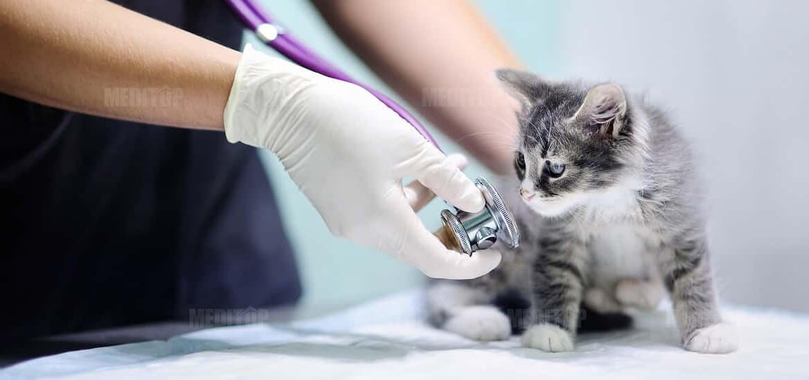 Ứng dụng thực tế v&agrave; xu hướng thiết bị th&uacute; y hiện đại