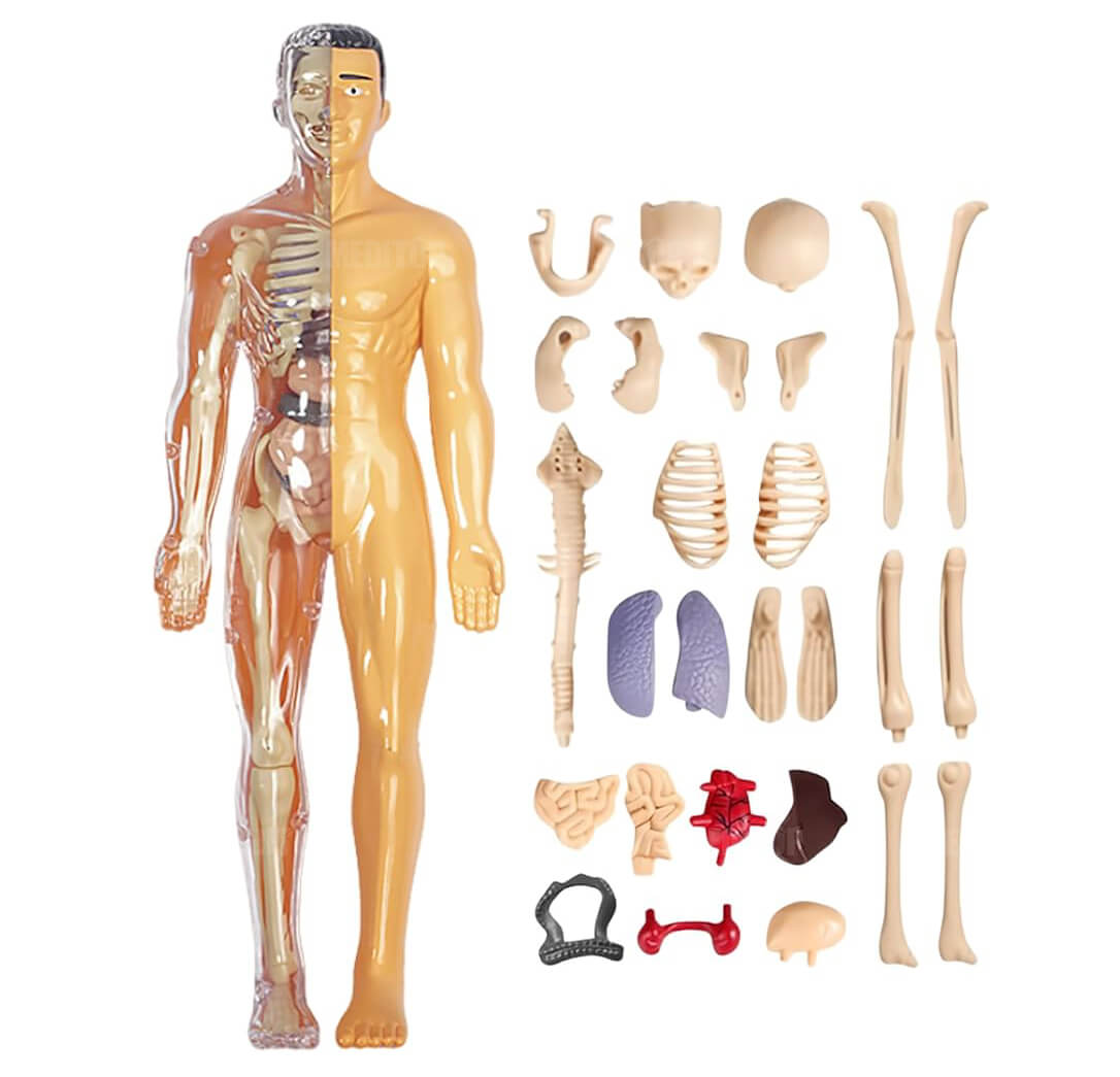 Những lợi &iacute;ch của m&ocirc; h&igrave;nh cấu tạo cơ thể