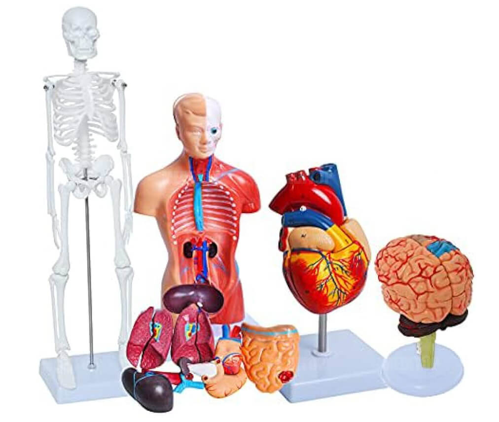 Giới thiệu m&ocirc; h&igrave;nh cấu tạo cơ thể