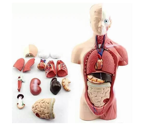 M&ocirc; h&igrave;nh đa tương t&aacute;c k&egrave;m &acirc;m thanh/giải th&iacute;ch