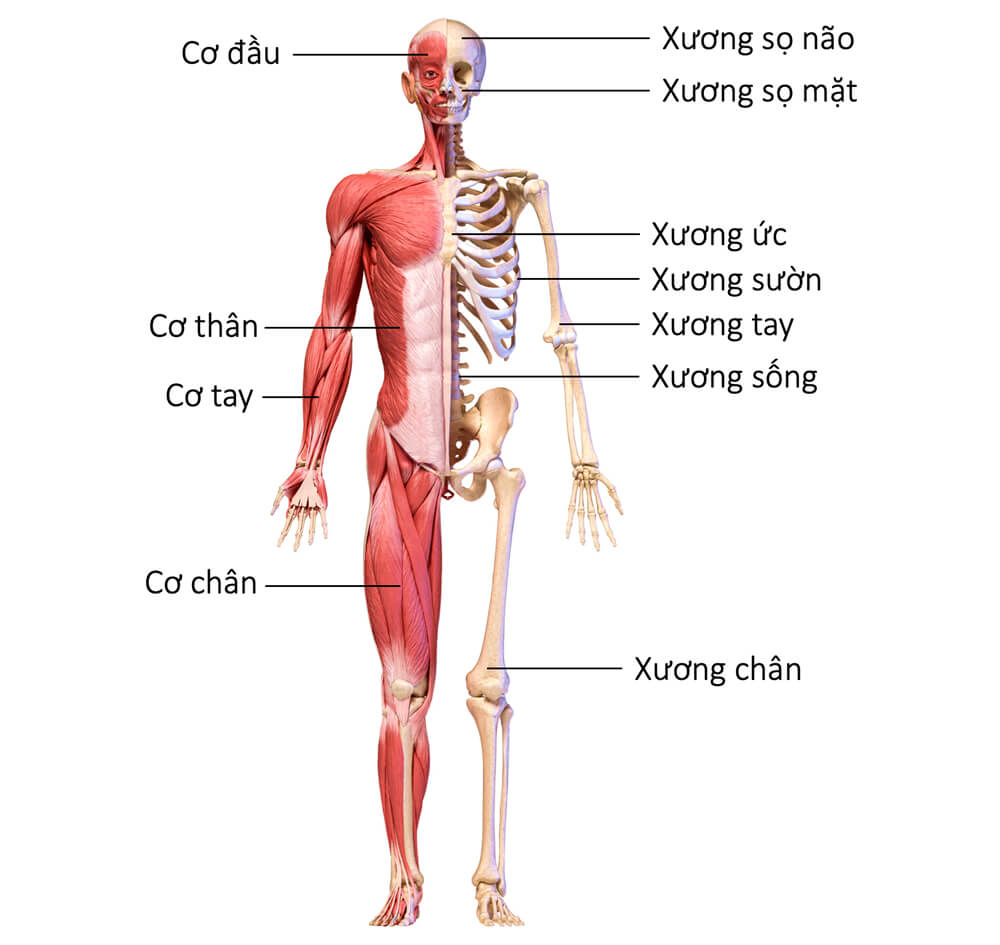 M&ocirc; h&igrave;nh cấu tạo cơ thể to&agrave;n th&acirc;n