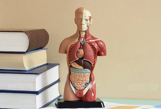 Giảng dạy đại học y - b&aacute;c sĩ