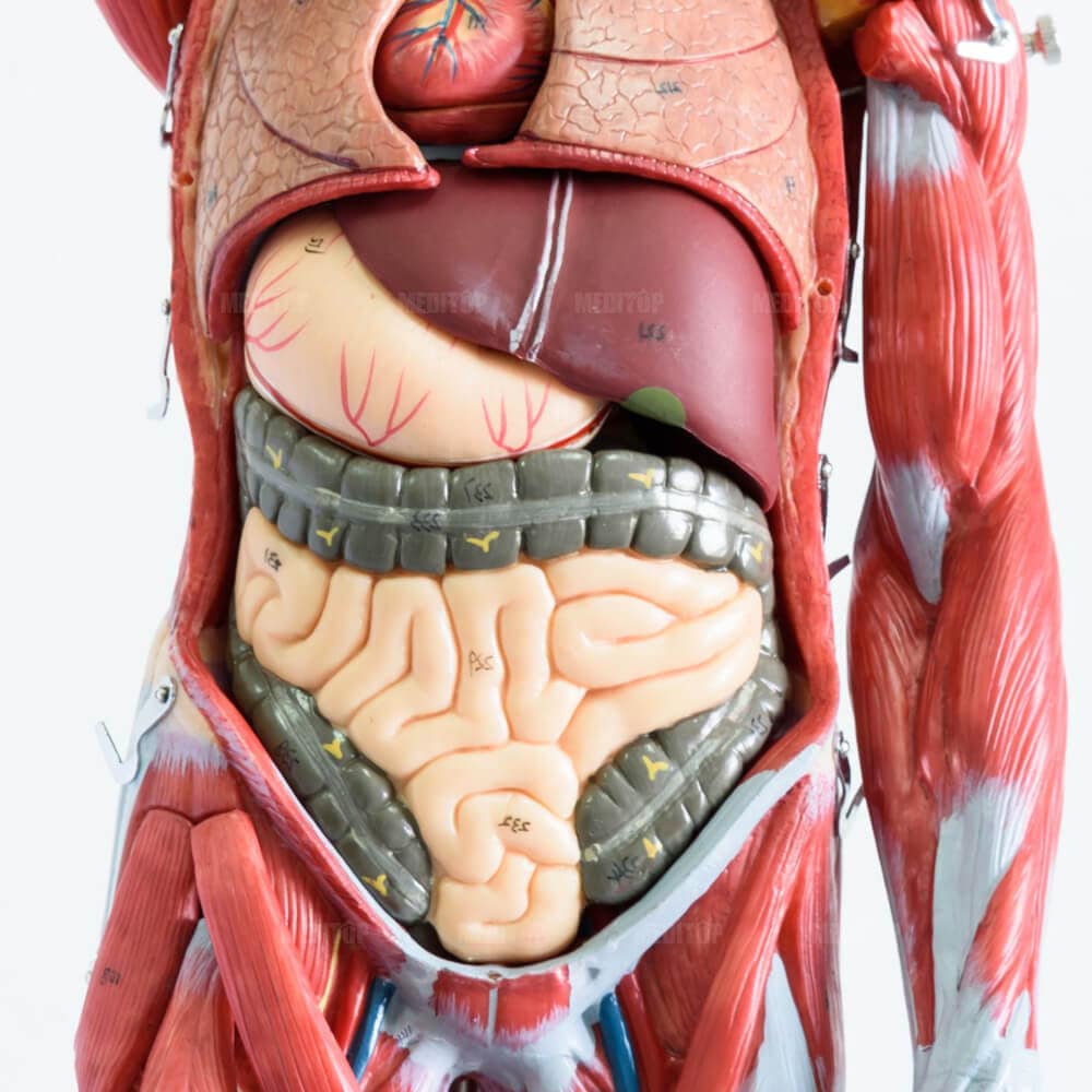 Chuẩn bị cho m&ocirc; phỏng l&acirc;m s&agrave;ng v&agrave; kỹ năng thực h&agrave;nh