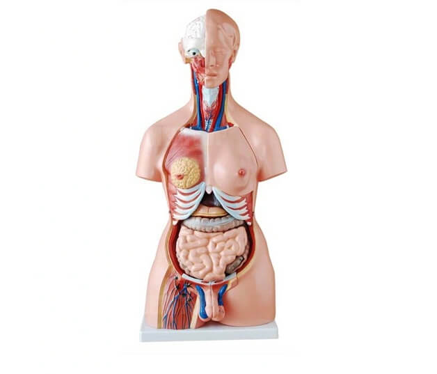 B&aacute;c sĩ chẩn đo&aacute;n & phẫu thuật