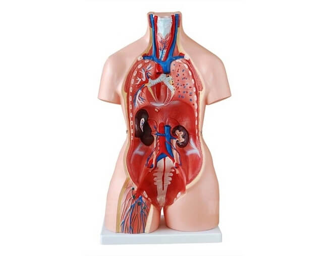 M&ocirc; h&igrave;nh cấu tạo cơ thể trong tương lai