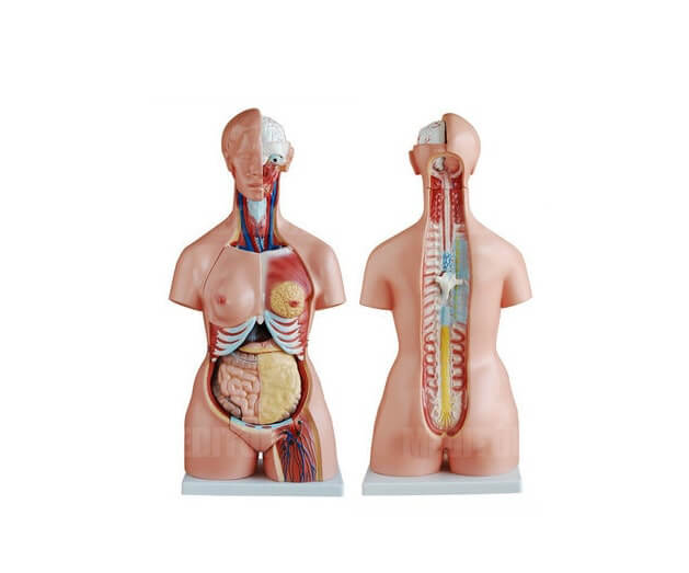 Đ&agrave;o tạo điều dưỡng v&agrave; nh&acirc;n vi&ecirc;n y tế