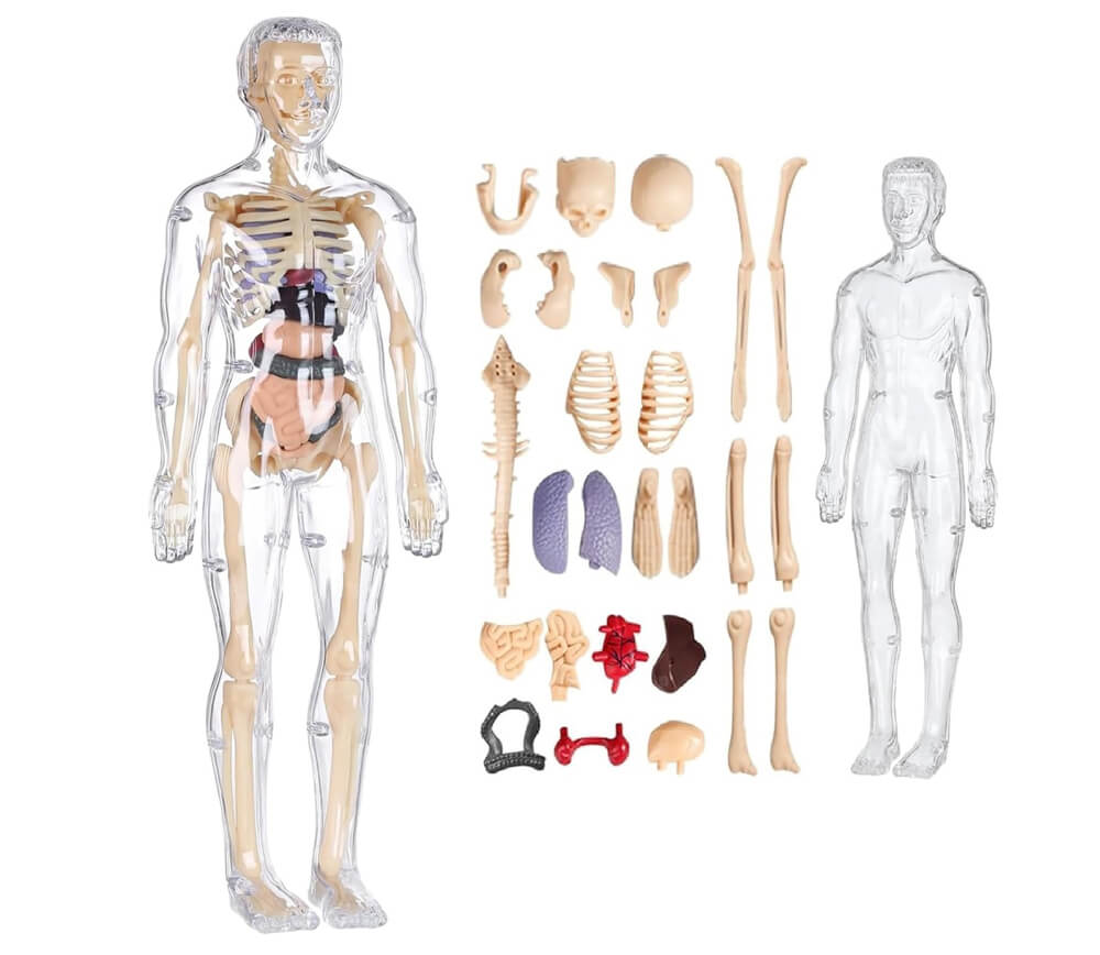 M&ocirc; h&igrave;nh cấu tạo xương chi tiết