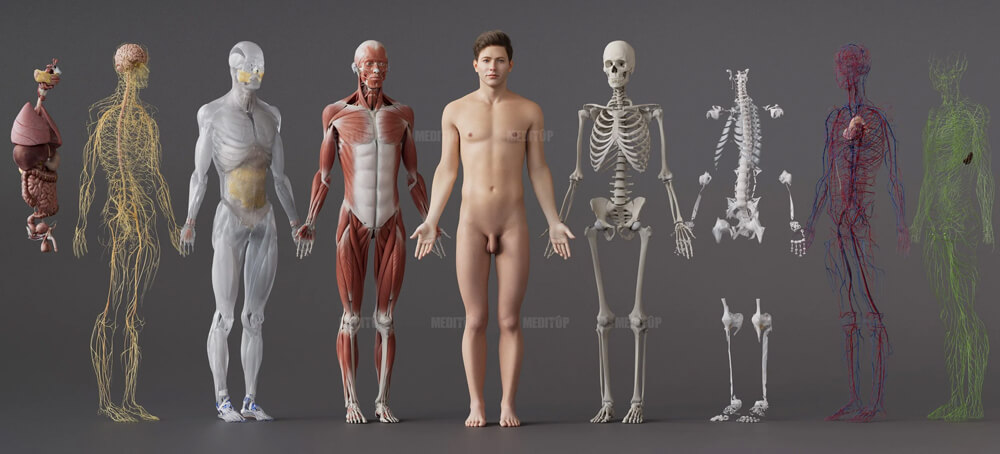 M&ocirc; h&igrave;nh hệ cơ quan ri&ecirc;ng lẻ