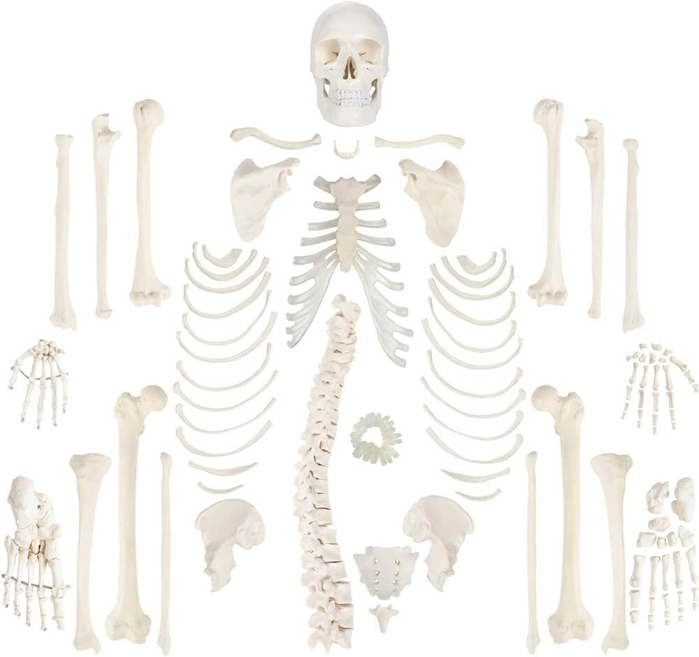 Xu hướng ph&aacute;t triển của m&ocirc; h&igrave;nh cấu tạo xương trong gi&aacute;o dục y tế