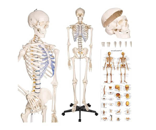 C&aacute;ch m&ocirc; h&igrave;nh cấu tạo xương hỗ trợ đ&agrave;o tạo y tế
