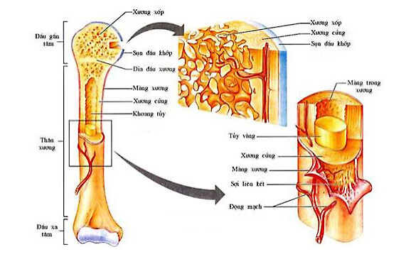 Những lợi &iacute;ch khi sử dụng m&ocirc; h&igrave;nh cấu tạo xương