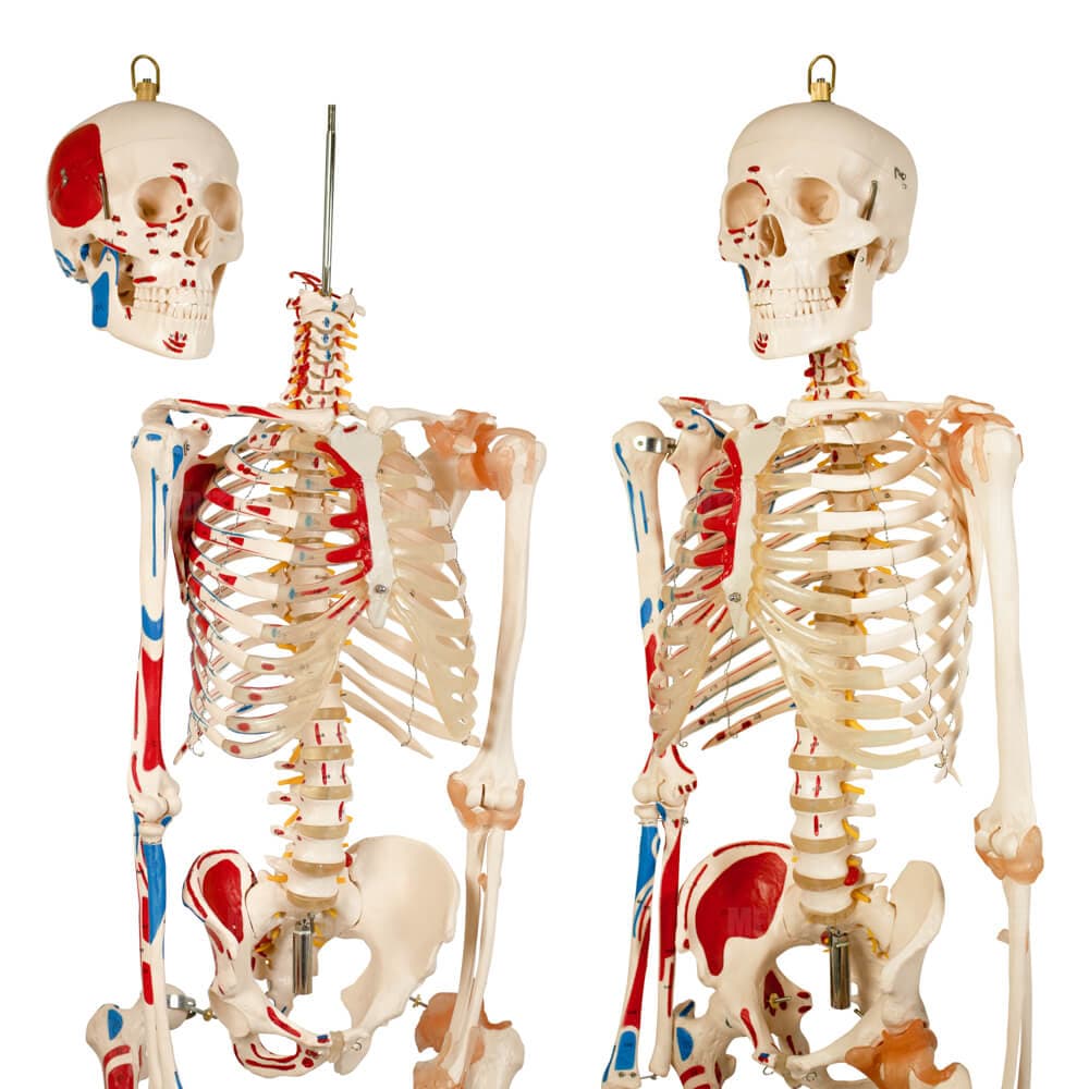 Ứng dụng của m&ocirc; h&igrave;nh cấu tạo xương trong đa ng&agrave;nh nghề y tế