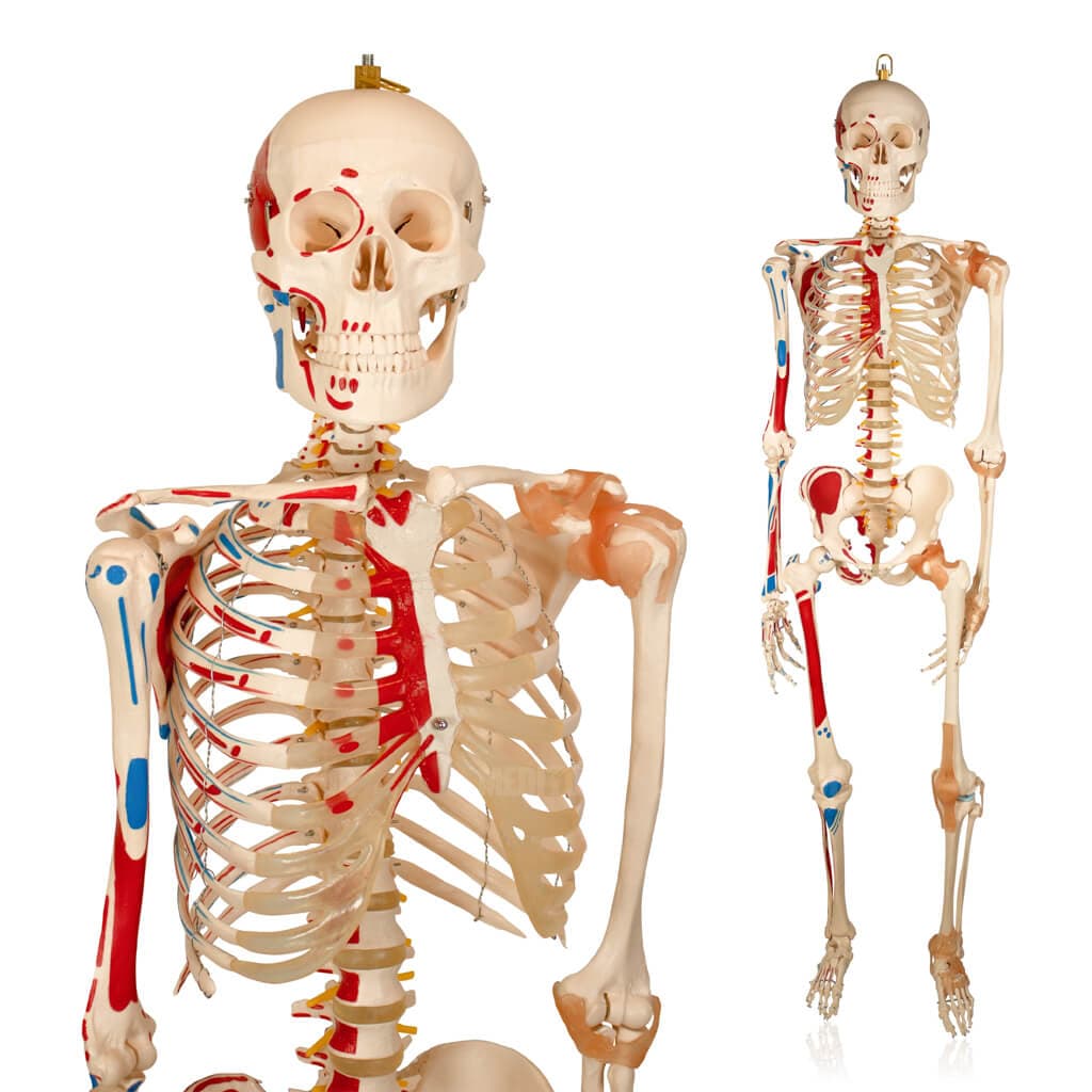 Ti&ecirc;u ch&iacute; lựa chọn m&ocirc; h&igrave;nh cấu tạo xương chất lượng