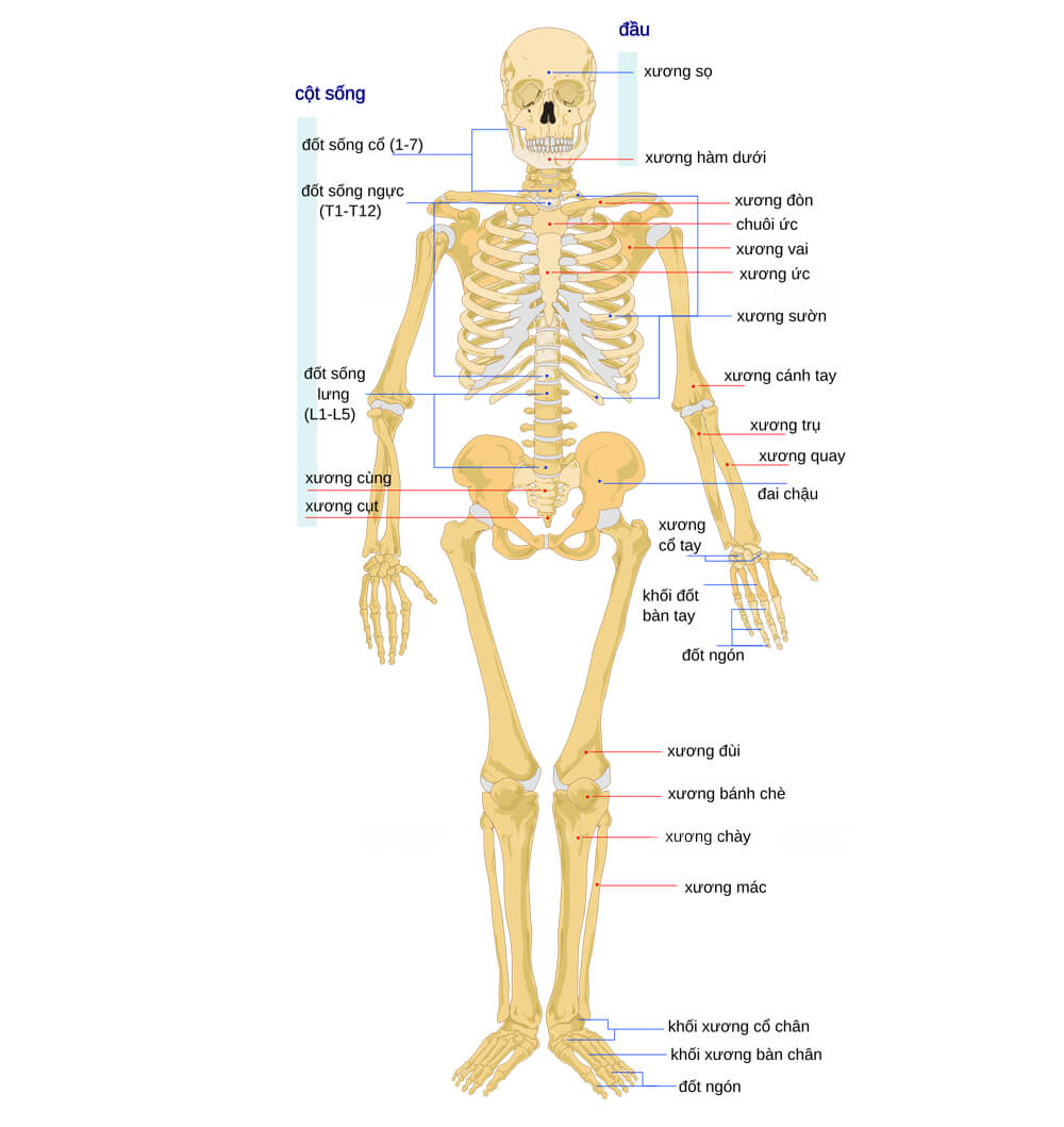 Tầm quan trọng của m&ocirc; h&igrave;nh cấu tạo xương