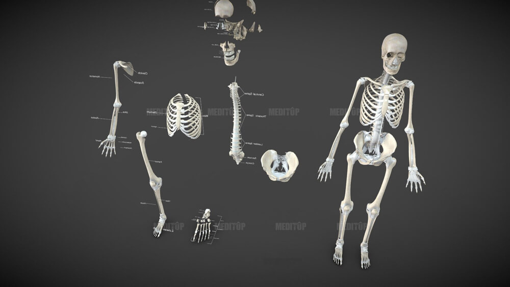 m&ocirc; h&igrave;nh cấu tạo xương