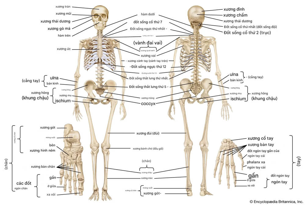 Giới thiệu m&ocirc; h&igrave;nh cấu tạo xương