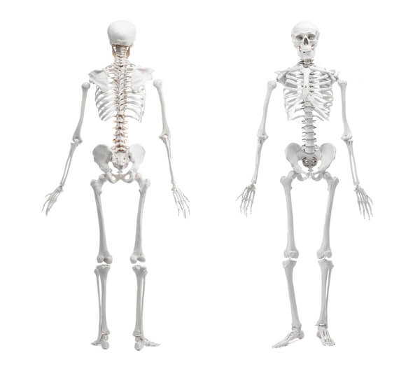 Cấu tr&uacute;c v&agrave; đặc điểm của bộ xương người