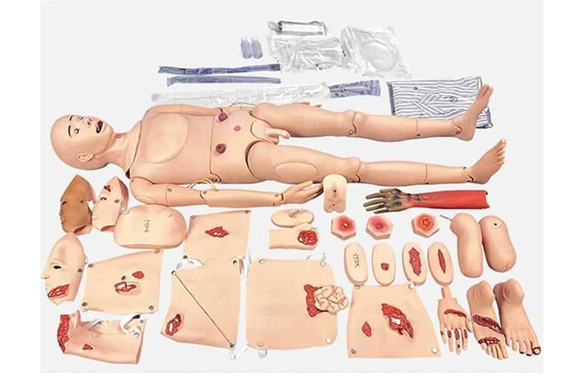 Mô hình giải phẫu và cấu tạo cơ thể