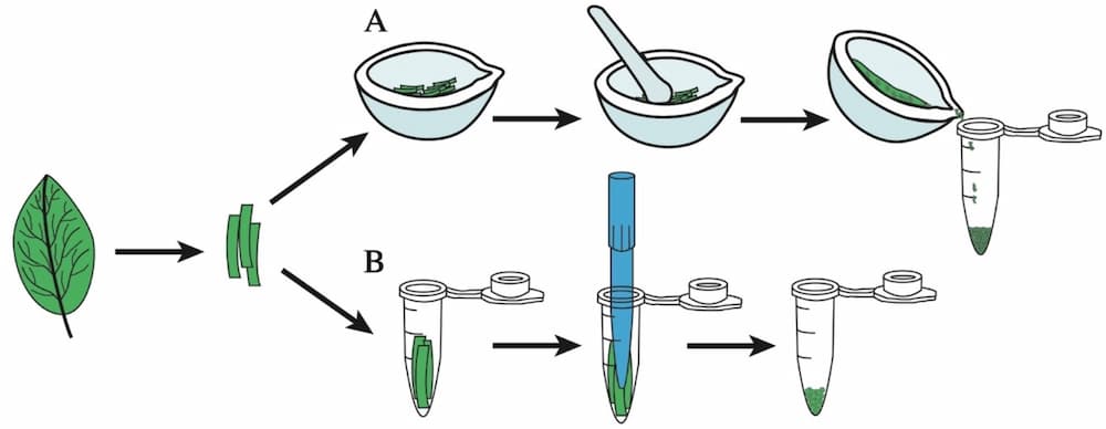 Phương pháp tách chiết DNA truyền thống